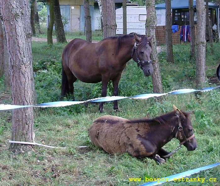 Gábísek a před ní její hříbě garnýsek